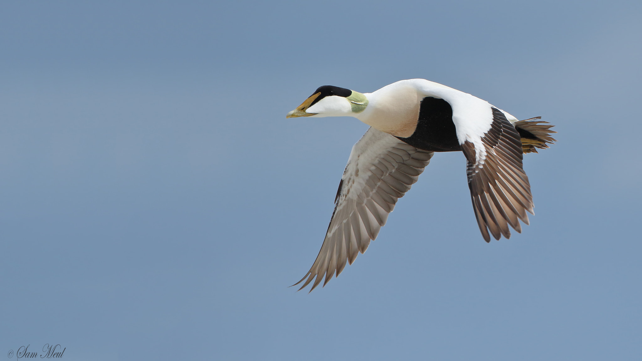 Canon EF 500mm F4L IS USM sample photo. Common eider photography