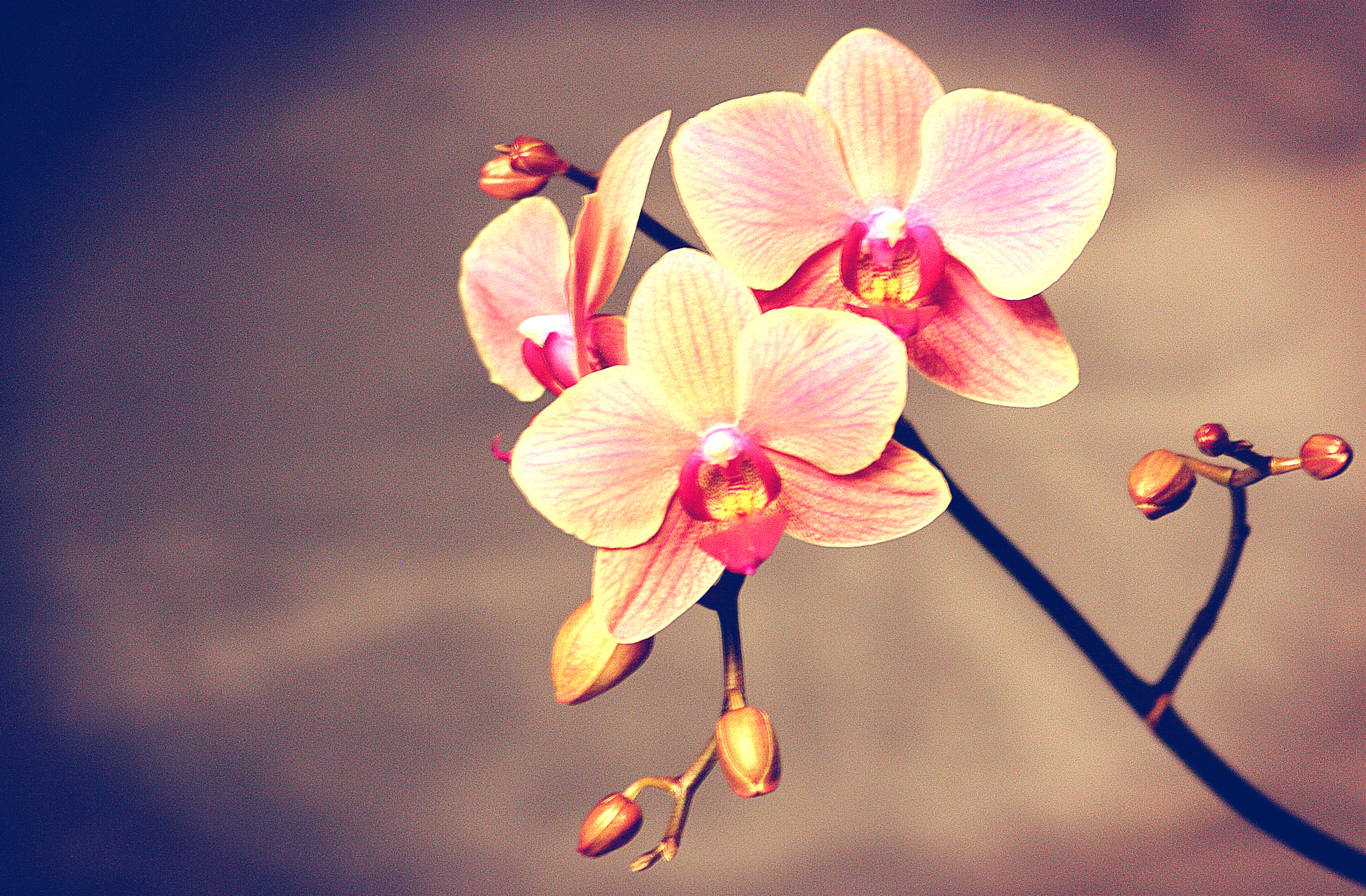 Sigma 70-300mm F4-5.6 APO DG Macro sample photo. Orchid ii photography
