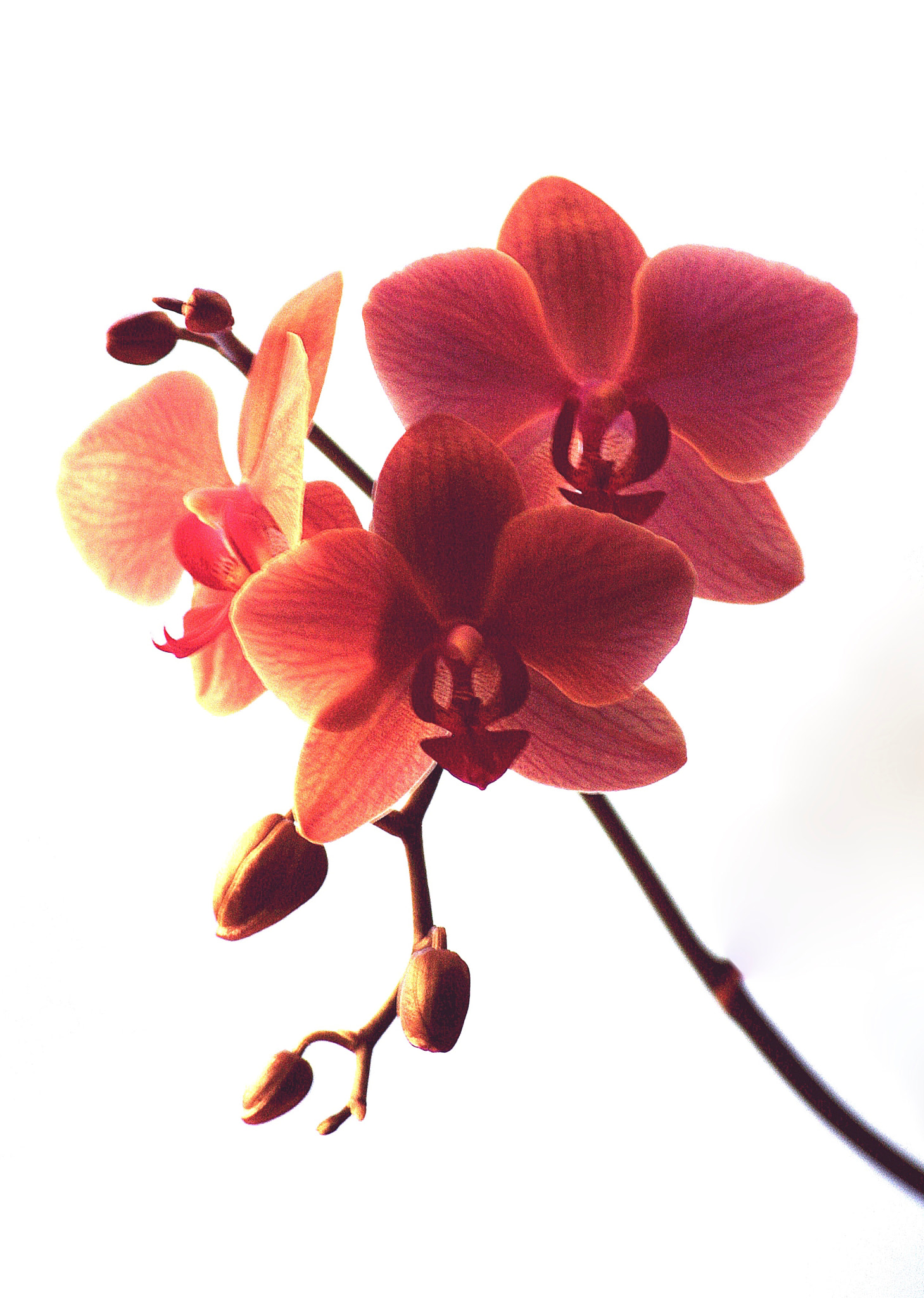 Sigma 70-300mm F4-5.6 APO DG Macro sample photo. Orchid photography
