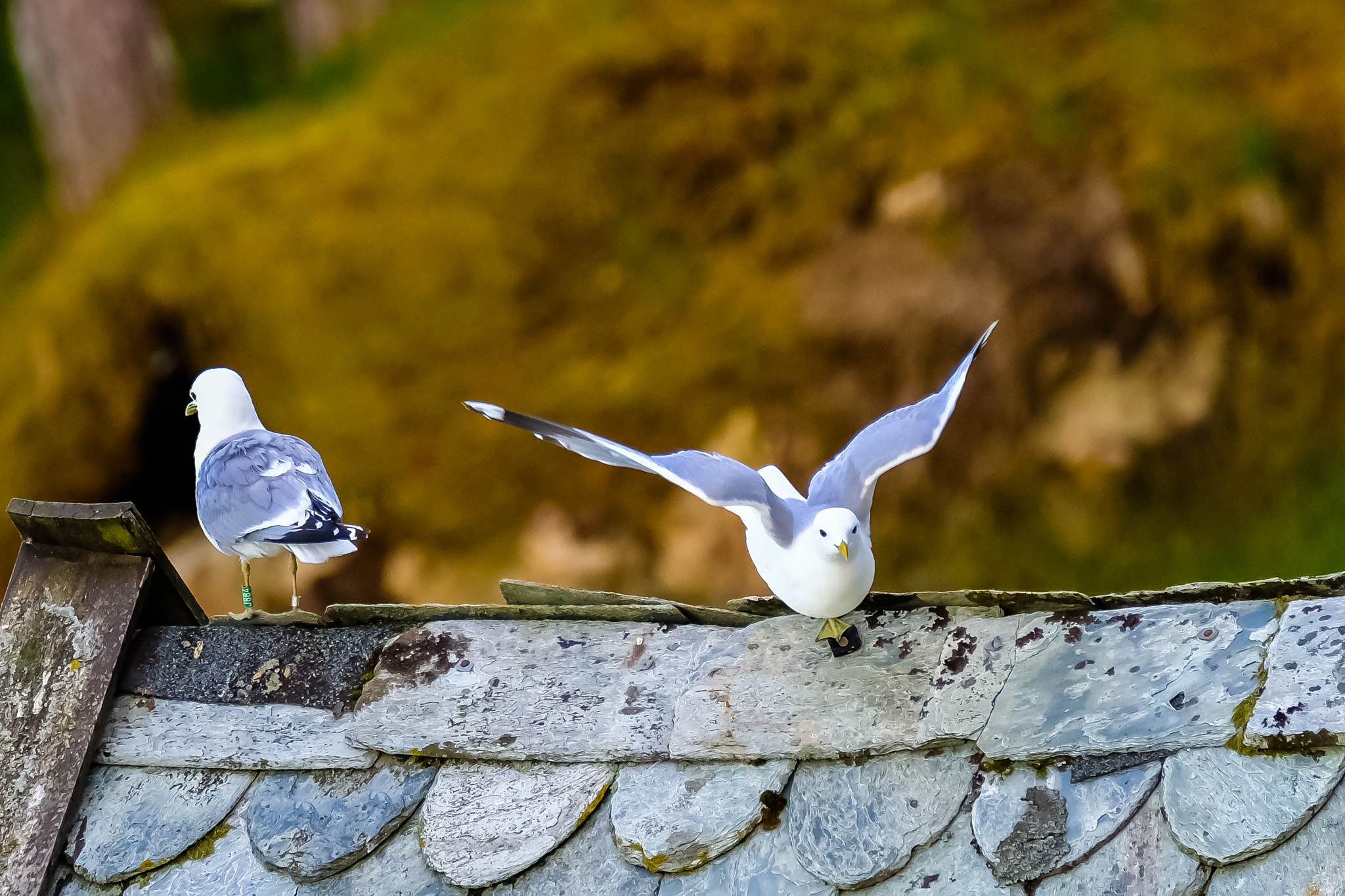 Fujifilm XF 100-400mm F4.5-5.6 R LM OIS WR sample photo. Larus canus photography