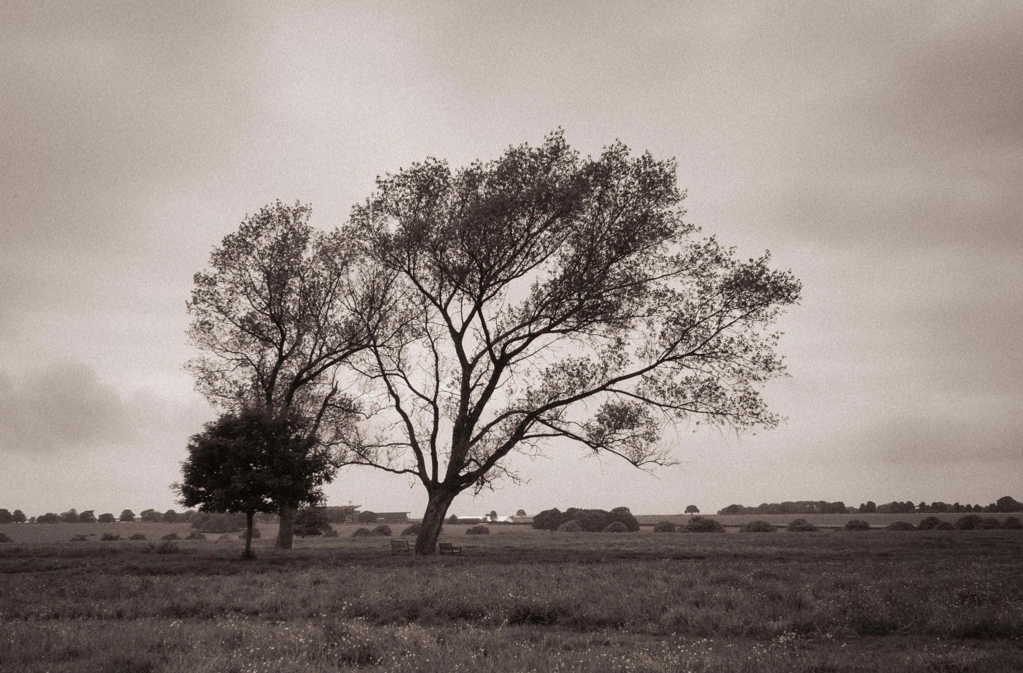 Canon EOS-1D Mark III sample photo. Westwood tree photography