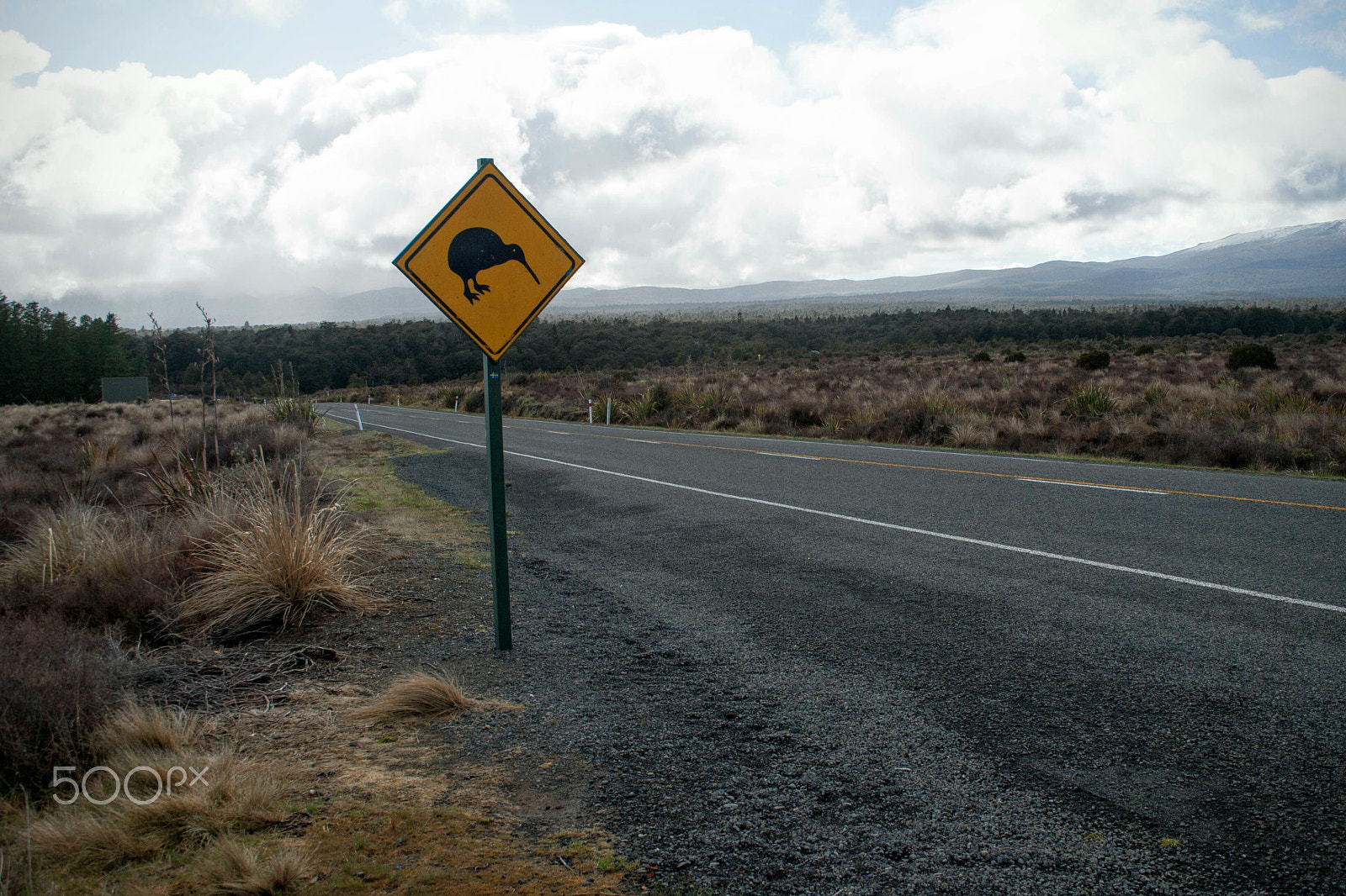 Canon EF-S 18-55mm F3.5-5.6 sample photo. Be careful... kiwis around!  photography