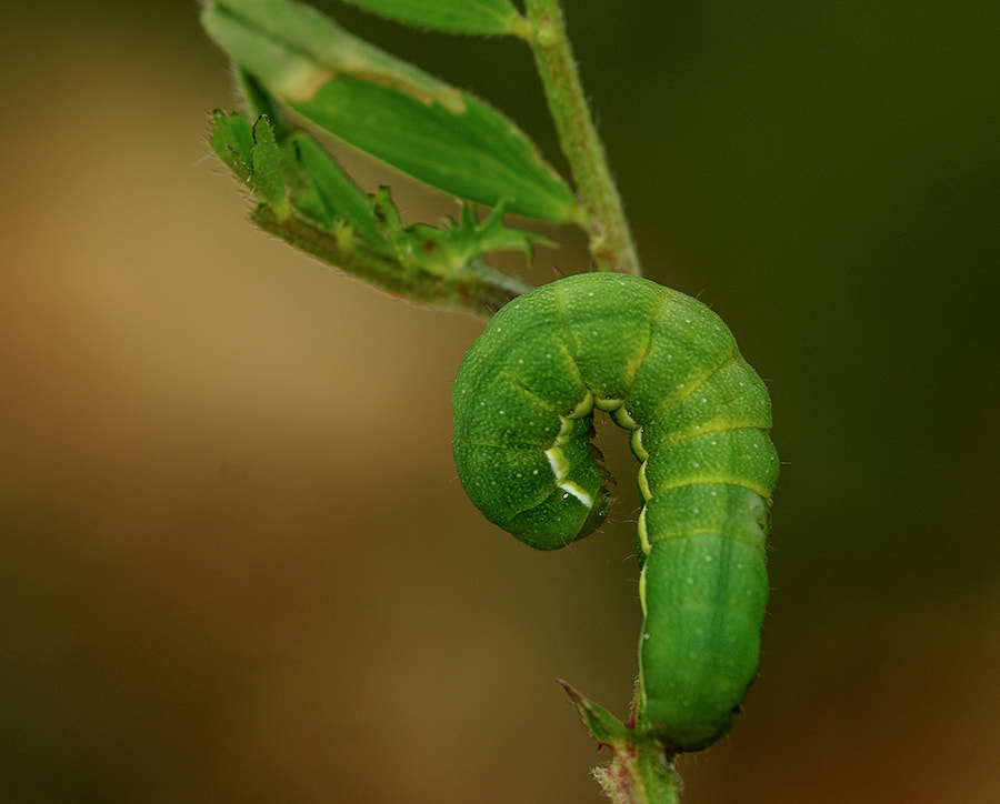 Pentax K20D + smc PENTAX-FA Macro 100mm F2.8 sample photo. Caterpillar photography