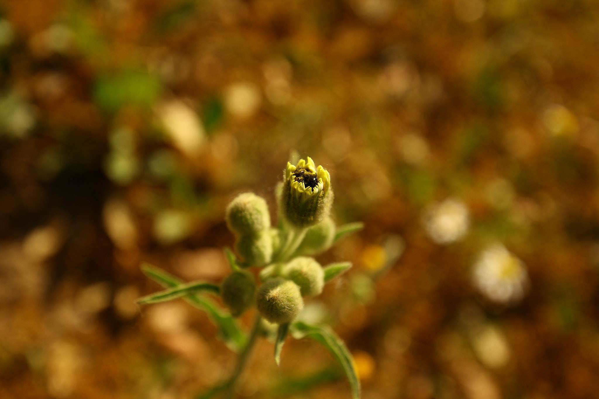 Canon EOS 60D + Canon EF 16-35mm F4L IS USM sample photo. Floreciendo photography