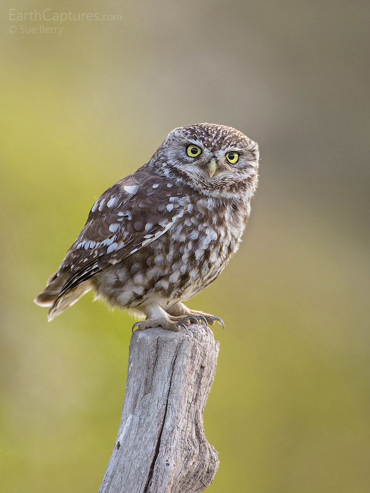 Canon EF 300mm F2.8L IS USM sample photo. Little owl photography