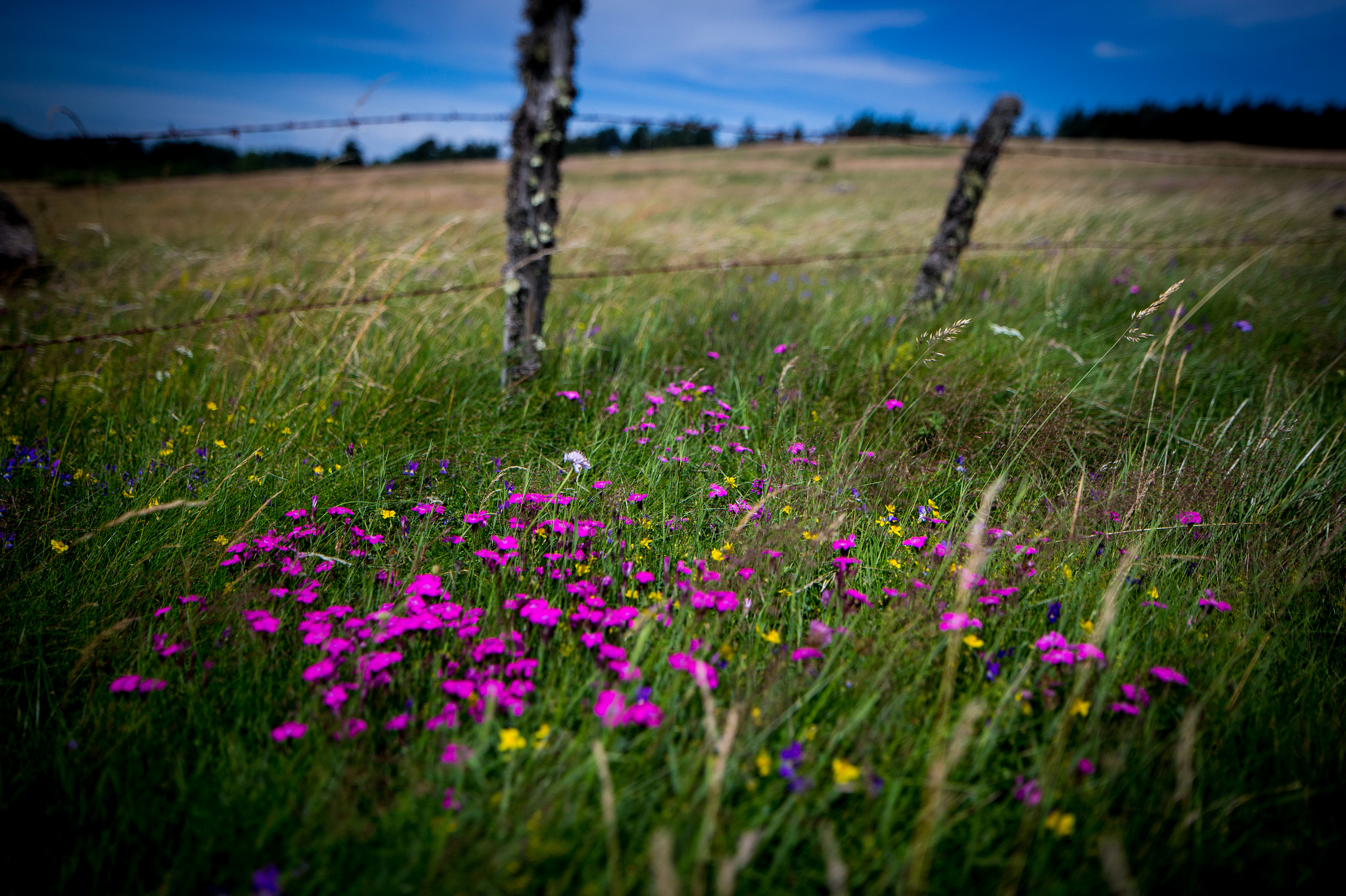 Canon TS-E 24.0mm f/3.5 L II sample photo. Flowers photography