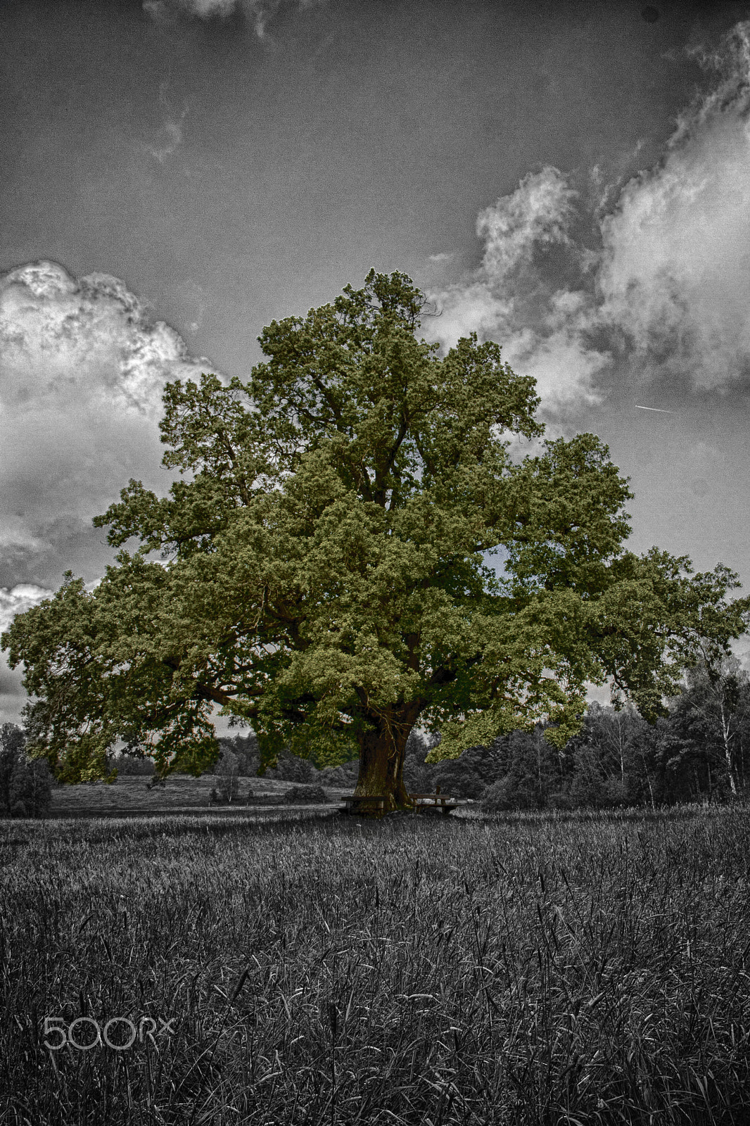 Canon EOS 40D sample photo. Baum#1 photography