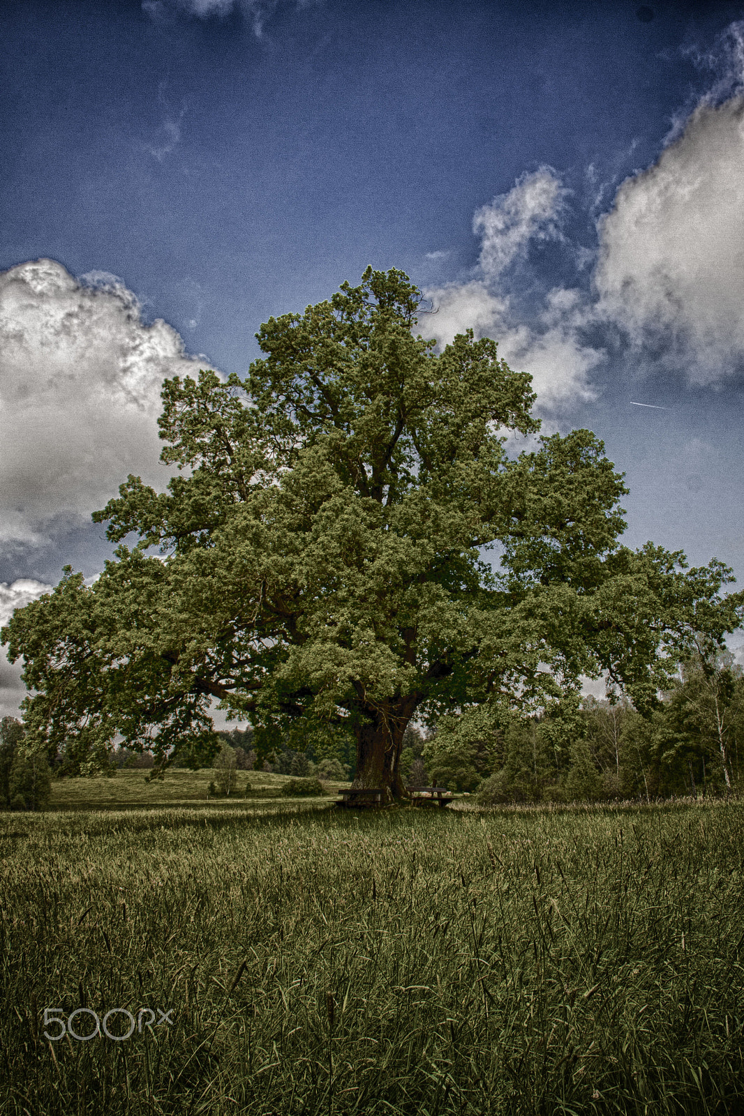 Canon EOS 40D sample photo. Baum#2 photography