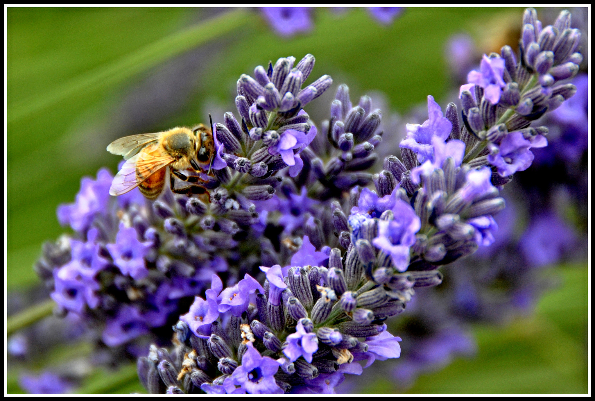 Nikon D3000 sample photo. Beeutiful! photography