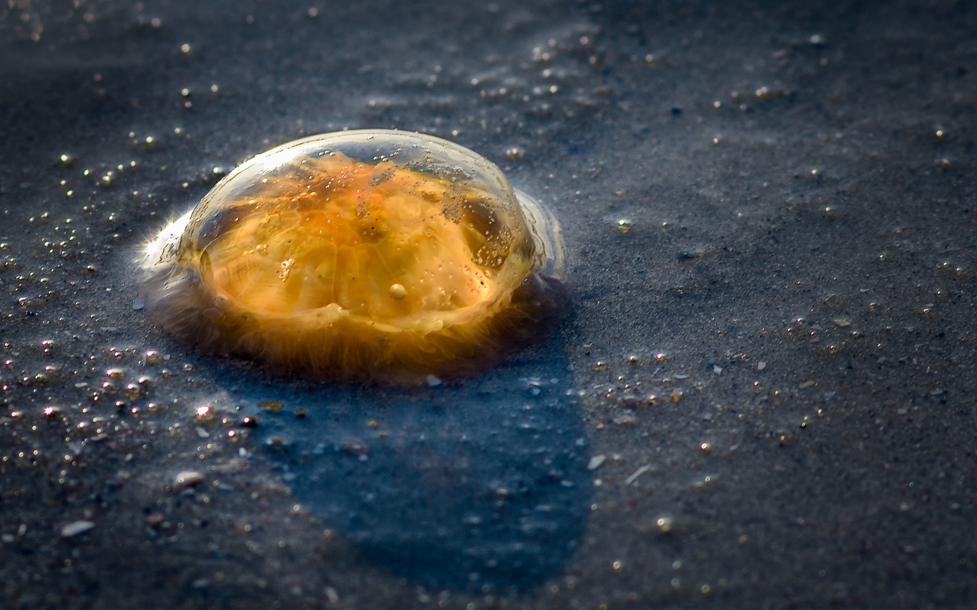 Nikon D800 + AF Nikkor 70-210mm f/4-5.6 sample photo. Backlight jelly photography