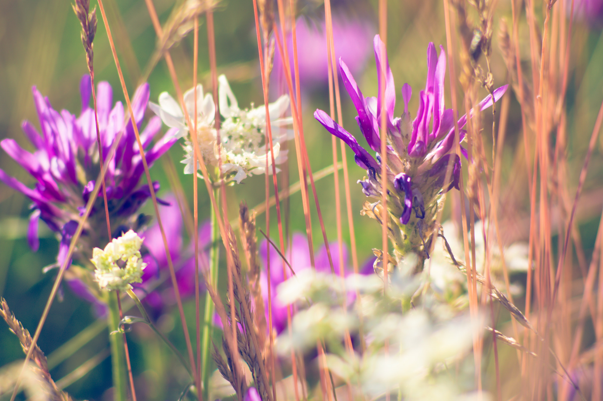 Nikon D3200 + AF Nikkor 70-210mm f/4-5.6 sample photo. Wild flowers photography