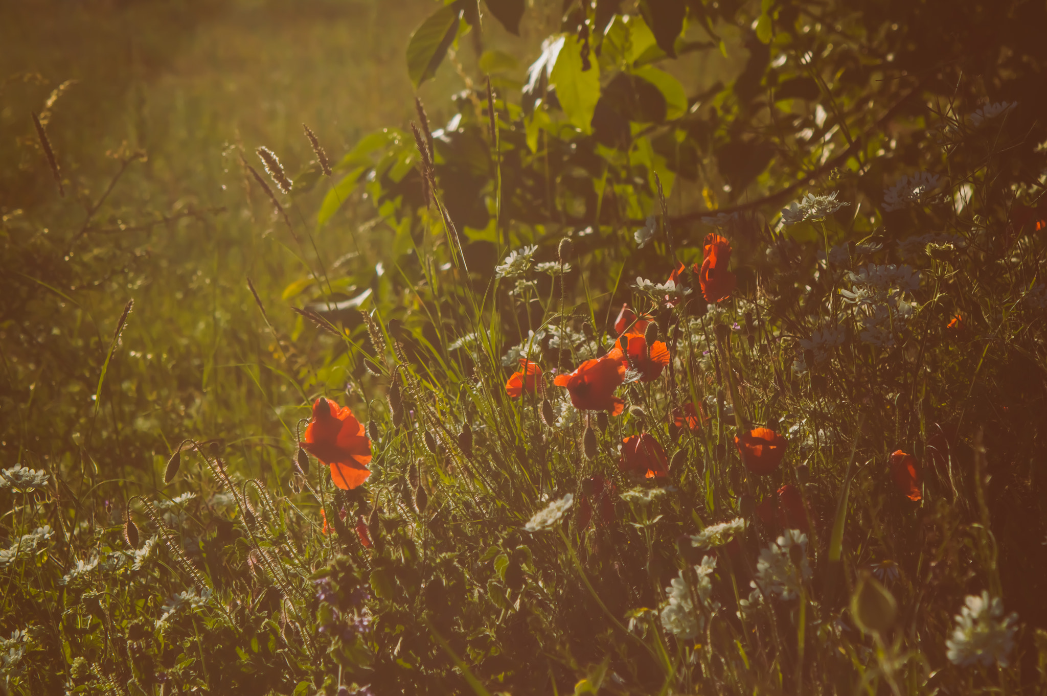 Sigma 24-70mm F3.5-5.6 Aspherical HF sample photo. Wild poppies photography