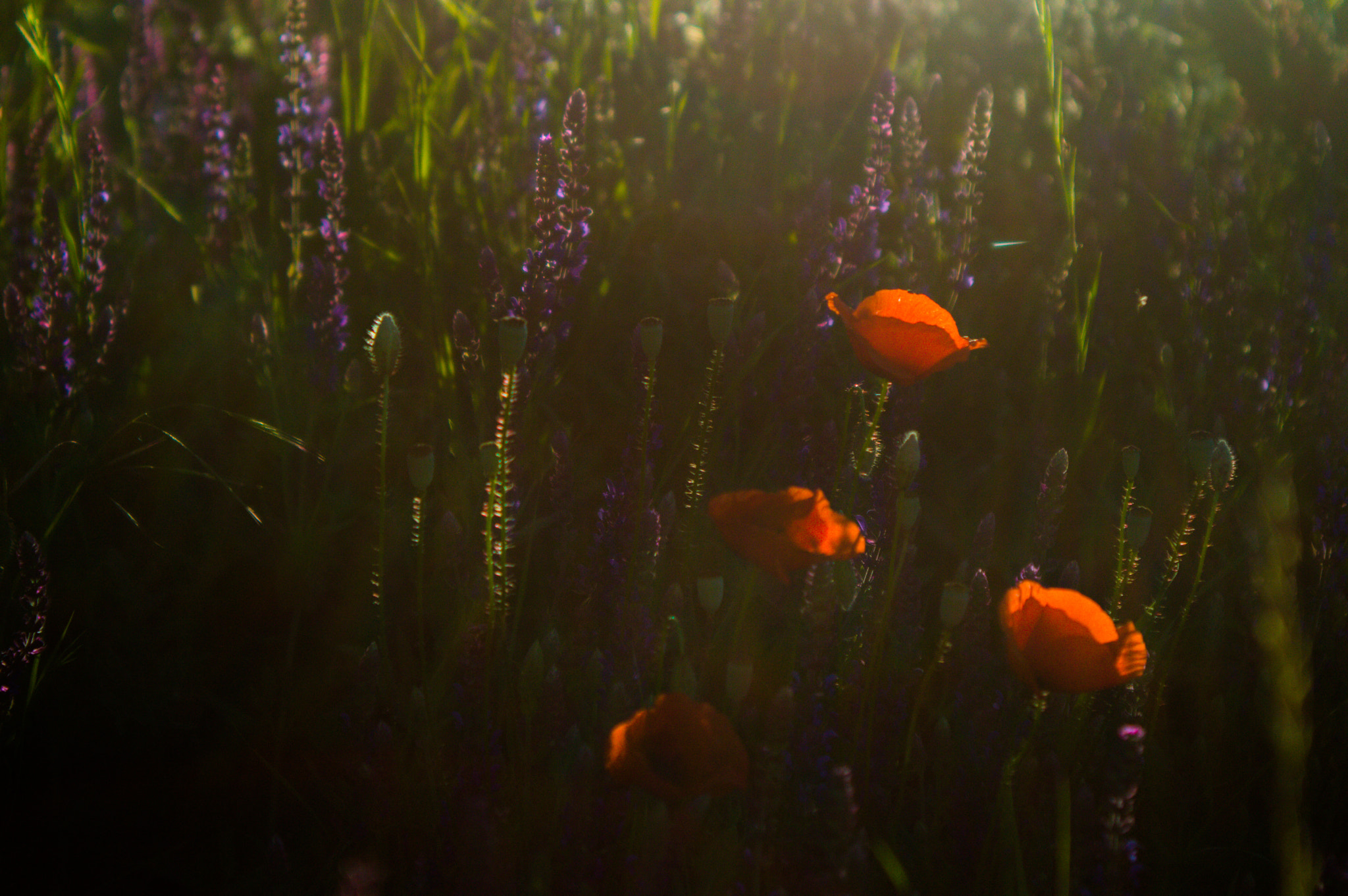 Sigma 24-70mm F3.5-5.6 Aspherical HF sample photo. Wild poppies ii. photography