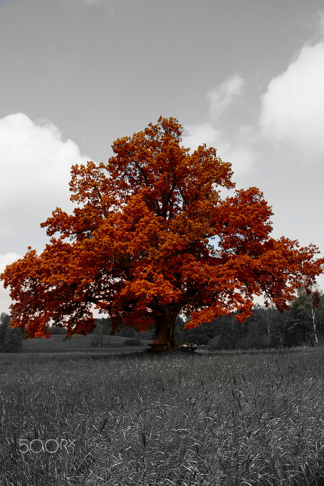 Canon EOS 40D sample photo. Baum#3 photography