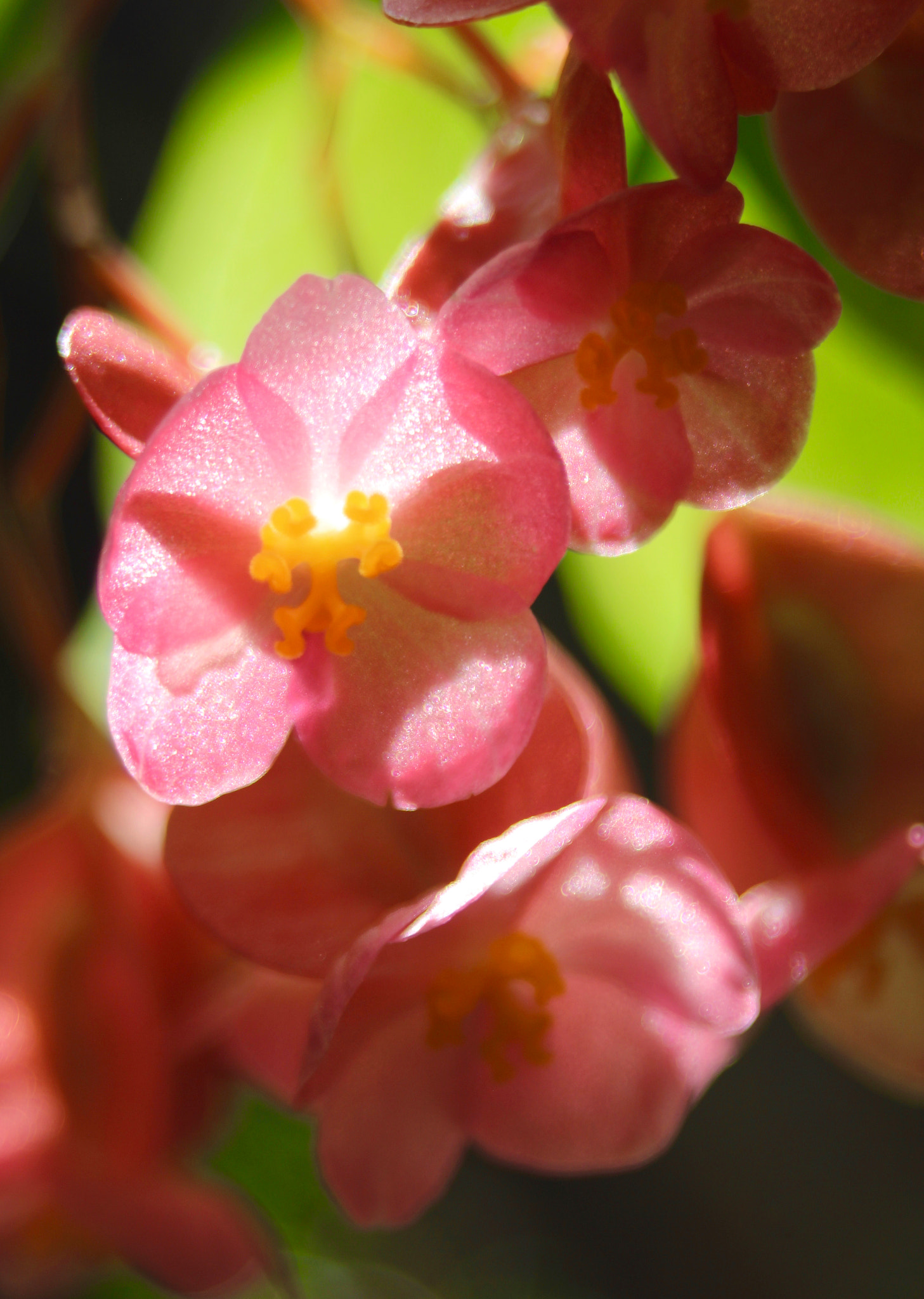 Sigma 28-80mm f/3.5-5.6 II Macro sample photo. Pink tropical flowers photography
