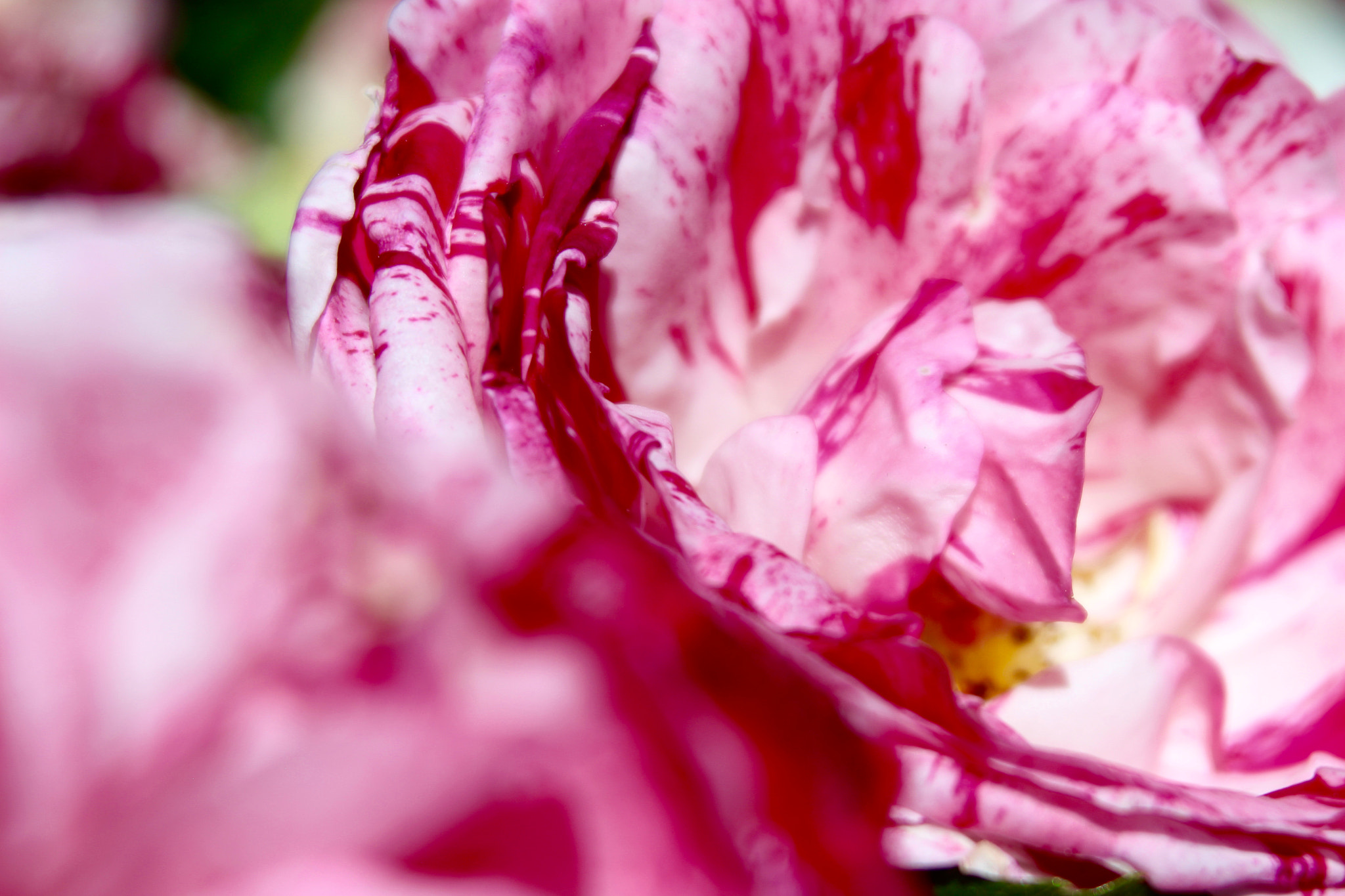 Canon EOS 600D (Rebel EOS T3i / EOS Kiss X5) + Sigma 28-80mm f/3.5-5.6 II Macro sample photo. Pink striped rose photography