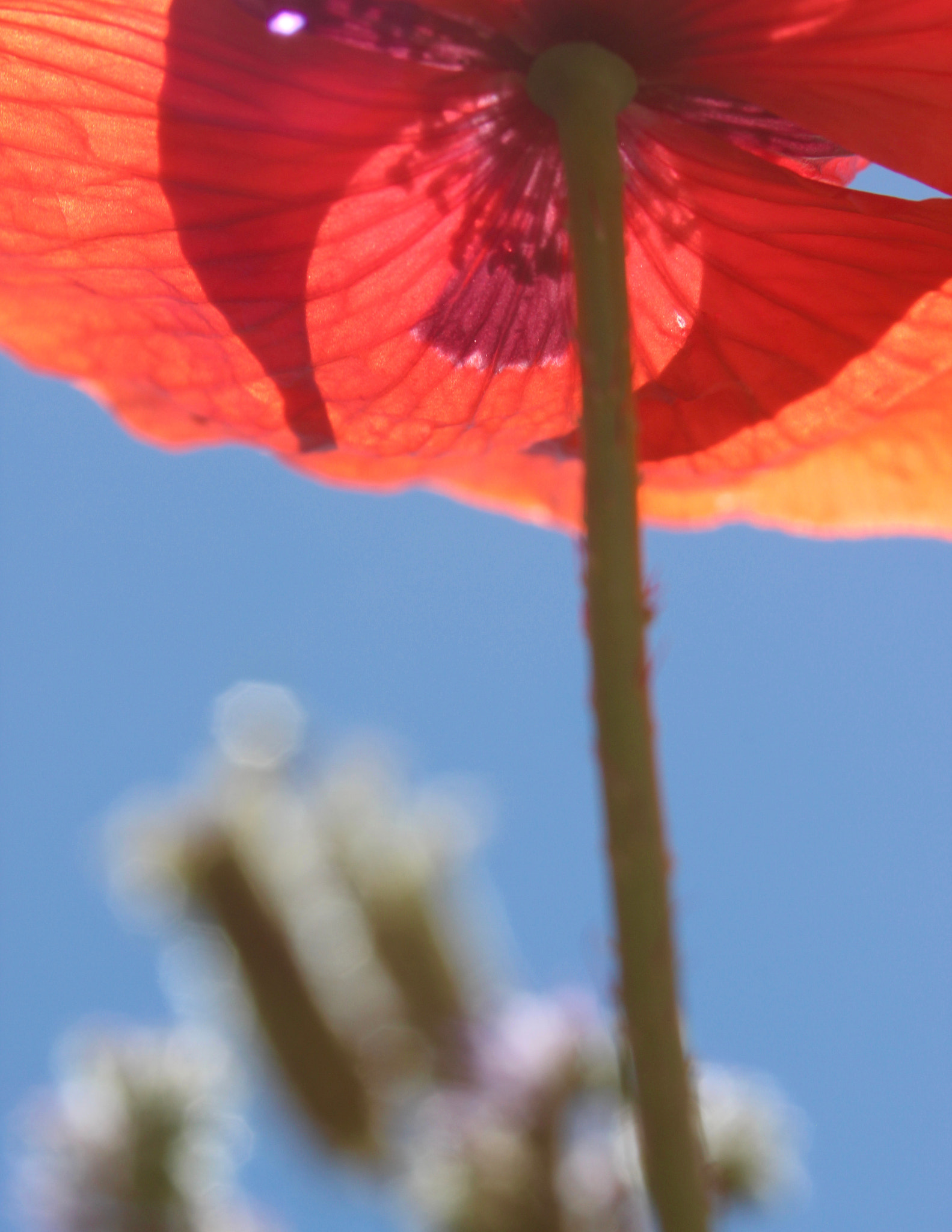 Sigma 28-80mm f/3.5-5.6 II Macro sample photo. Poppy and blue sky photography