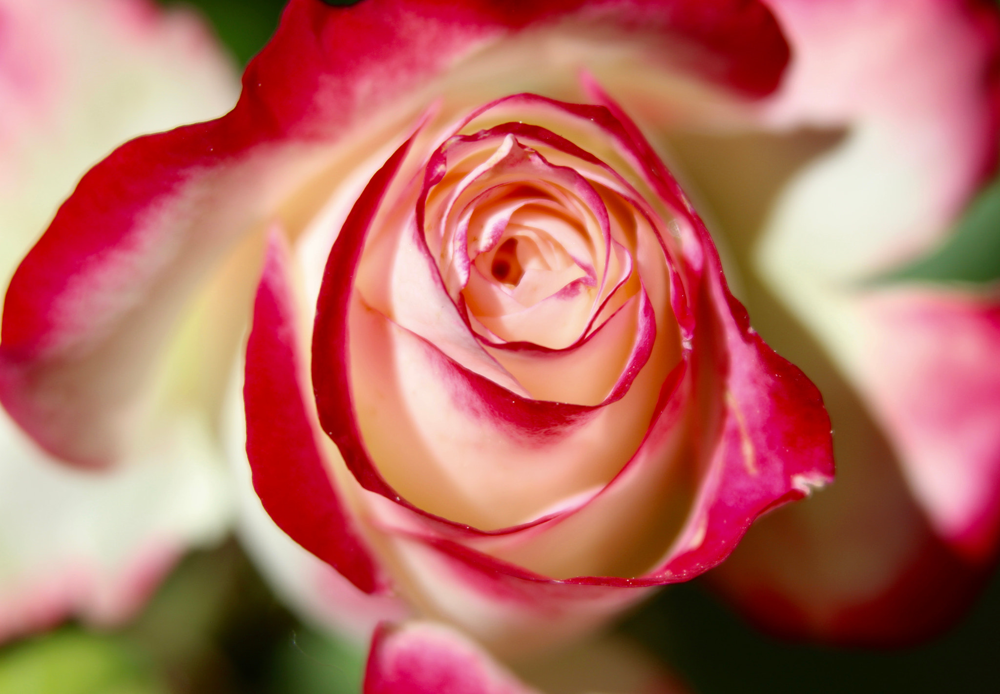 Sigma 28-80mm f/3.5-5.6 II Macro sample photo. Pink and white rose photography