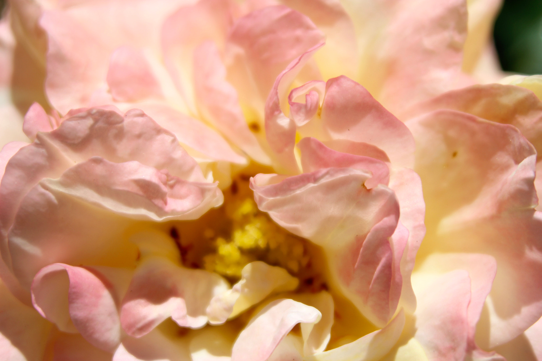 Sigma 28-80mm f/3.5-5.6 II Macro sample photo. Pale pink rose photography