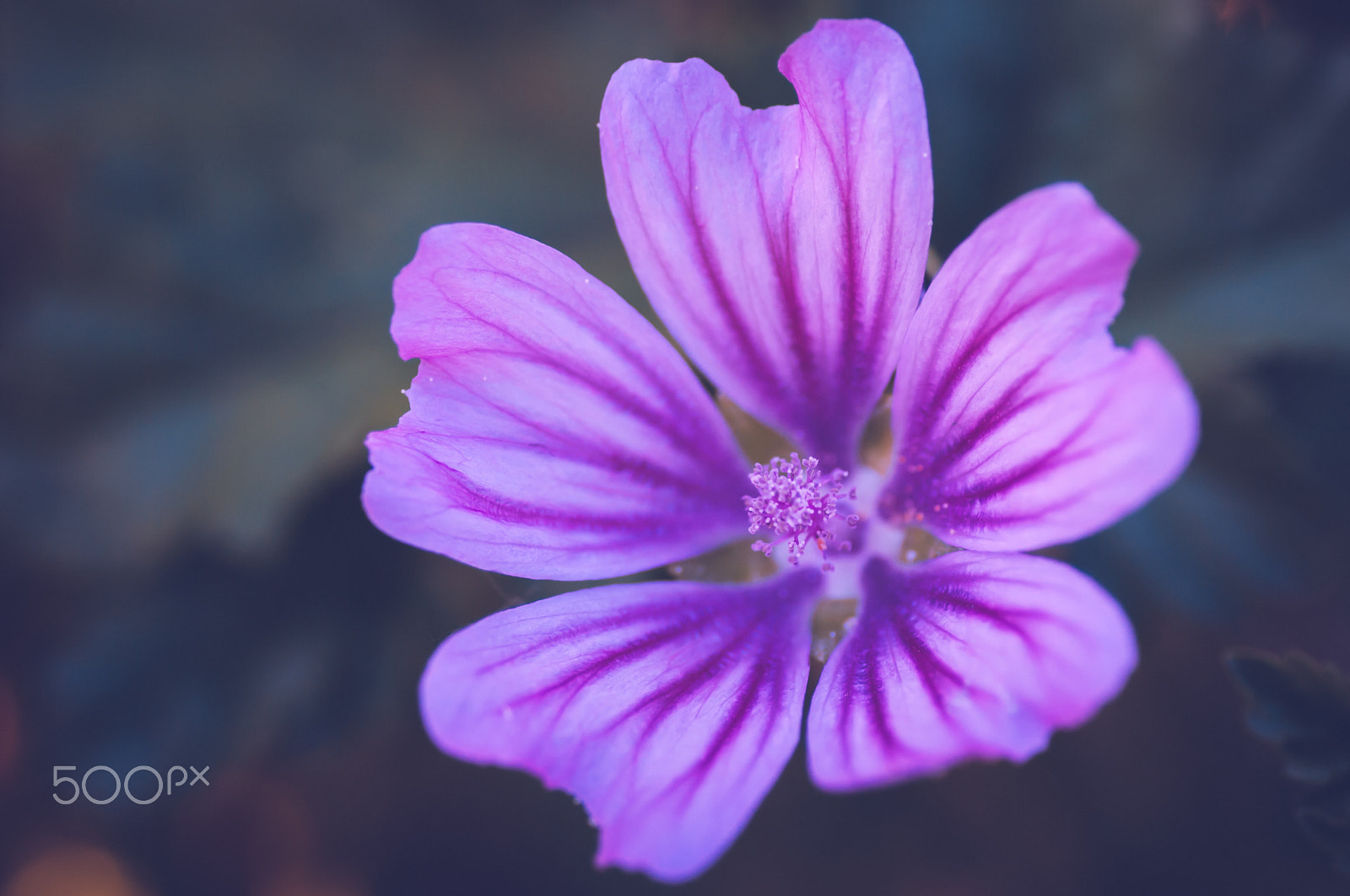 Pentax smc D-FA 100mm F2.8 macro sample photo. ... photography
