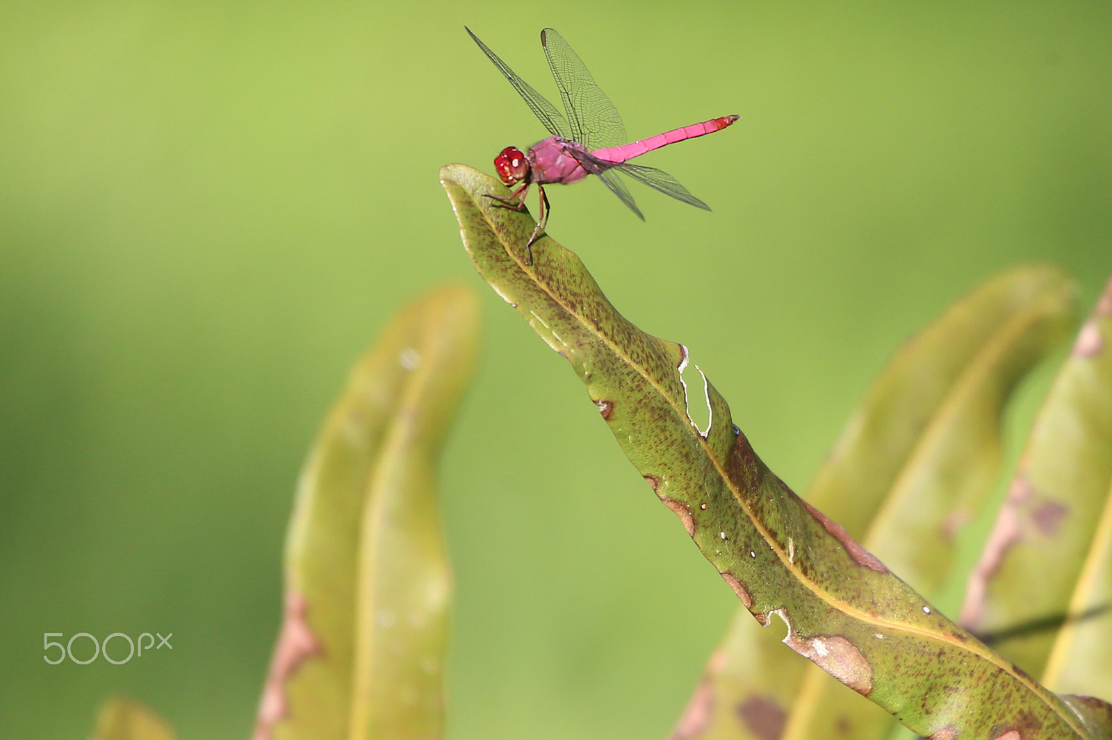 Canon EOS-1D X sample photo. Dragonflies photography