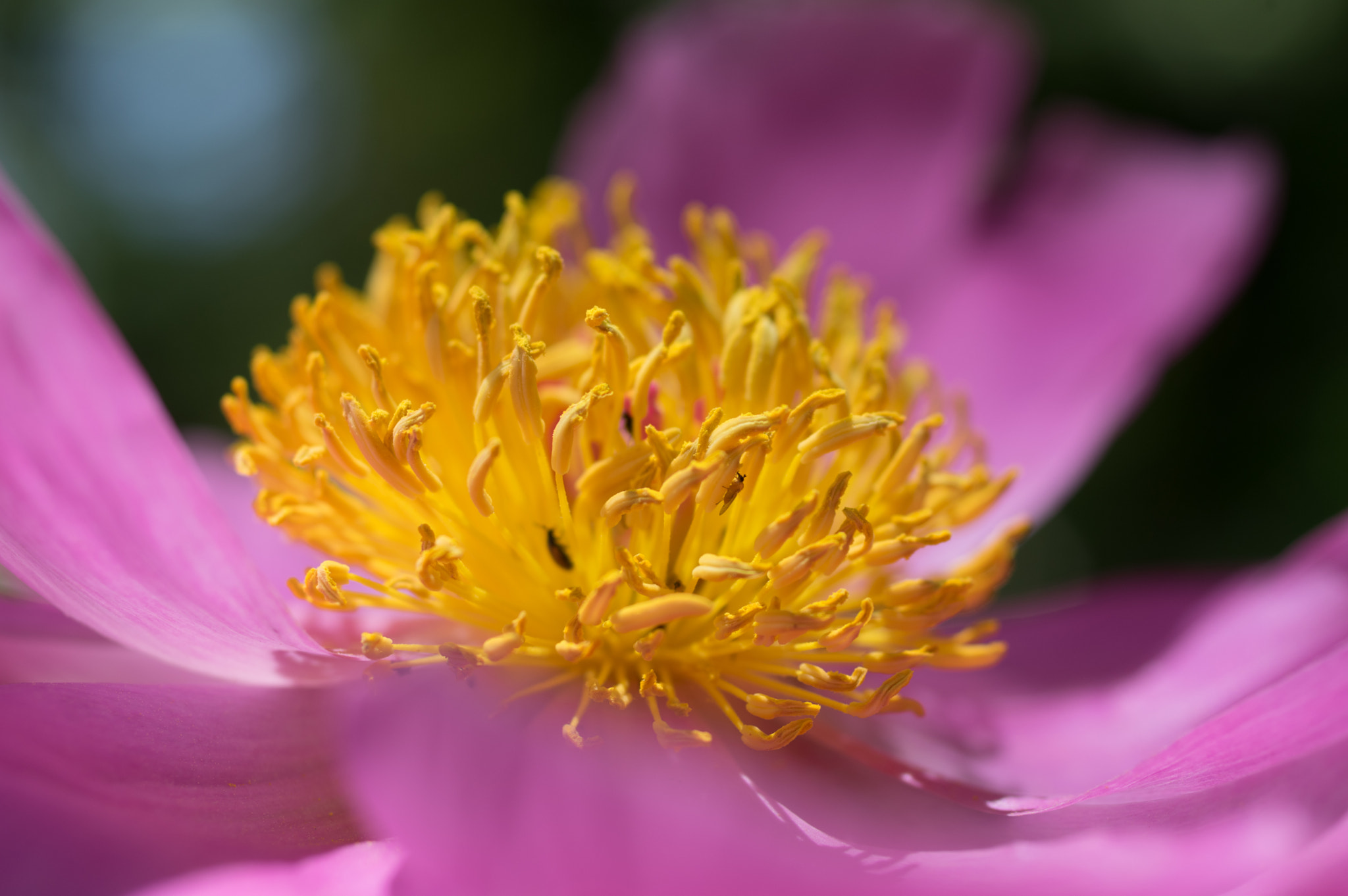 Pentax K-3 + smc PENTAX-FA Macro 50mm F2.8 sample photo. Peony  photography