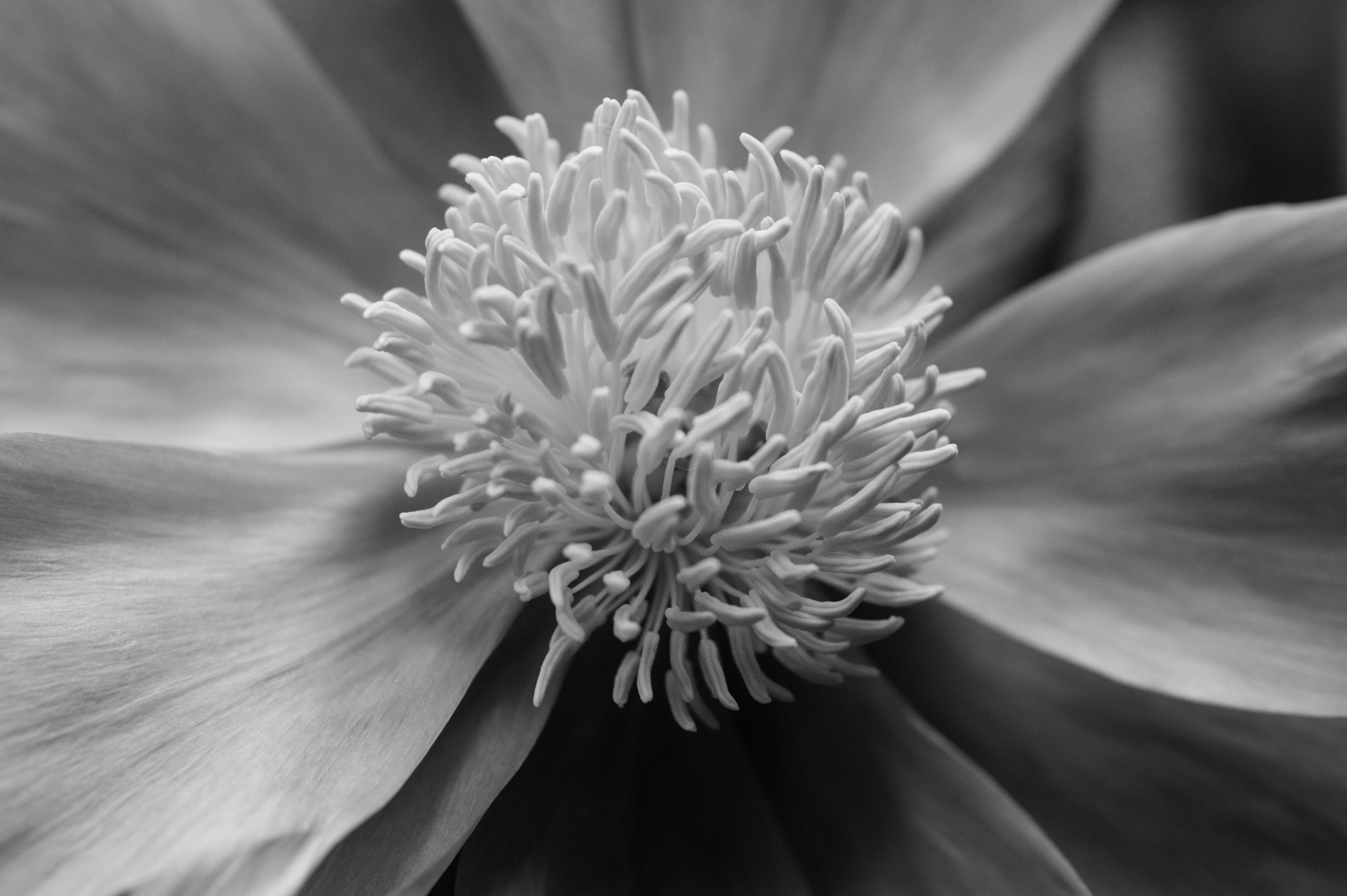 smc PENTAX-FA Macro 50mm F2.8 sample photo. B&w peony photography