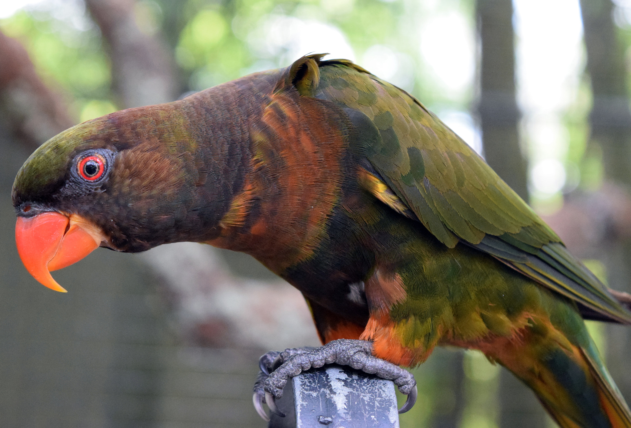 Sigma 70-200mm F2.8 EX DG Macro HSM II sample photo. Lorikeet photography