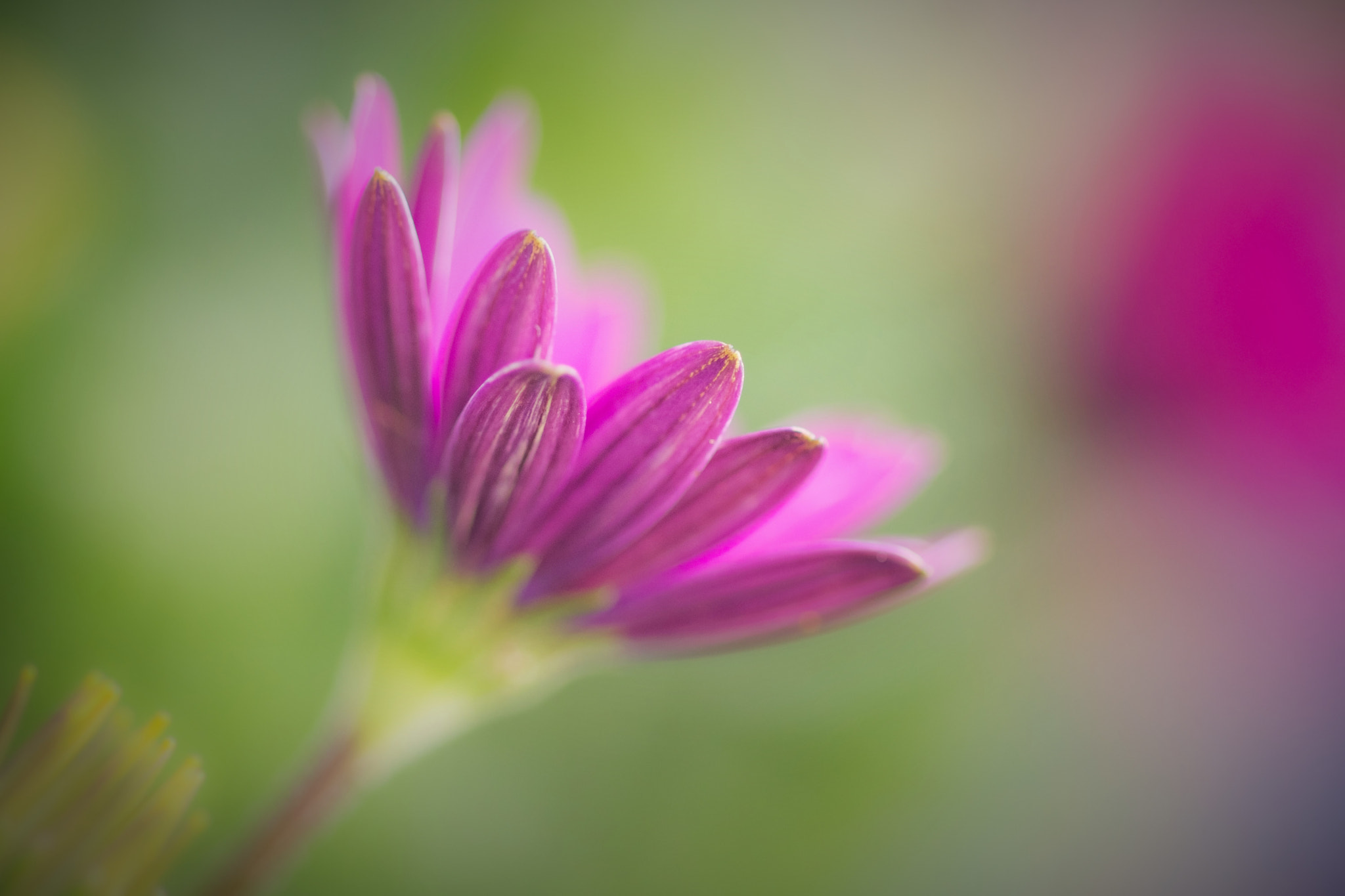 Sony SLT-A77 + Sony 100mm F2.8 Macro sample photo. Osteospermum. photography