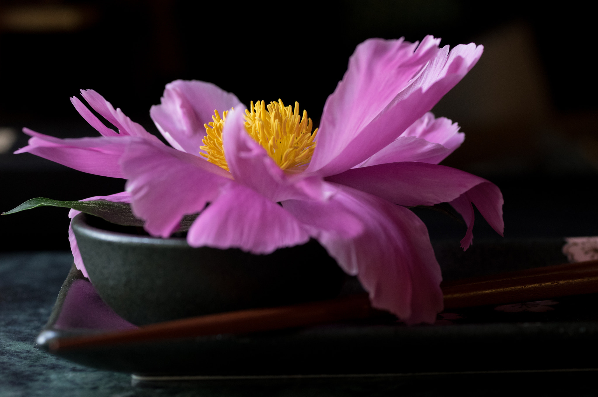 Pentax K-3 + smc PENTAX-FA Macro 50mm F2.8 sample photo. Peony  photography