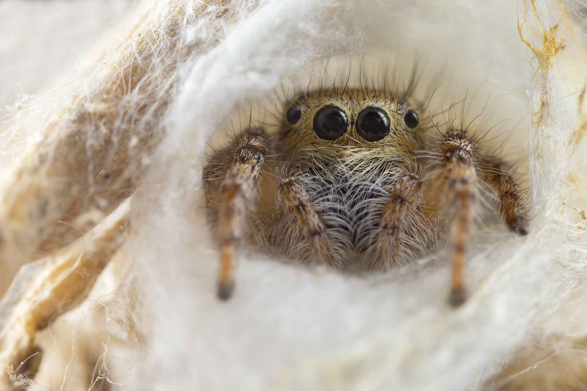 Canon MP-E 65mm F2.5 1-5x Macro Photo sample photo. 27695638655.jpg photography