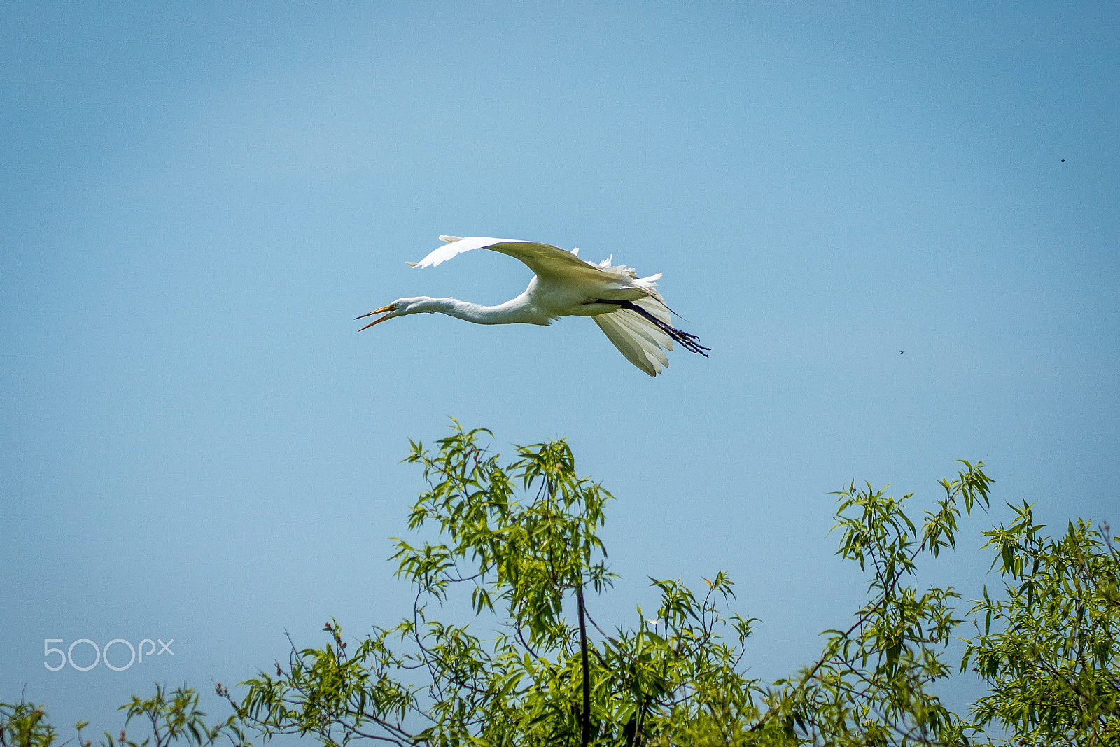 Minolta/Sony AF 70-200mm F2.8 G sample photo. Great white egret photography
