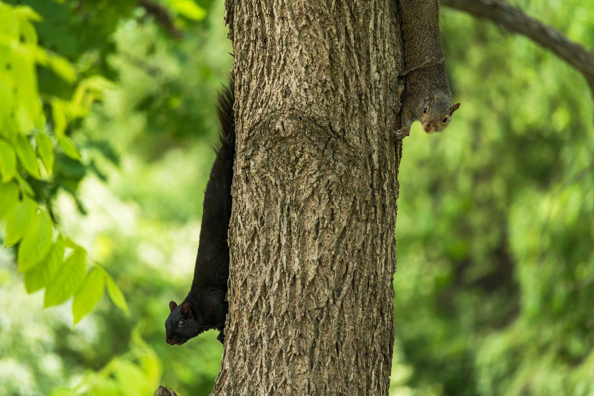 Canon EF-S 55-250mm F4-5.6 IS STM sample photo. A squirrel and his shadow  photography
