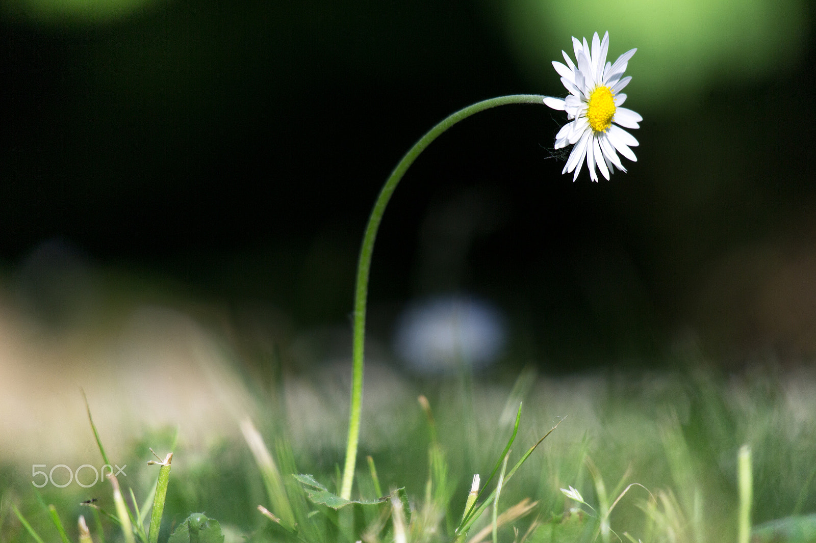 Canon EOS M sample photo. Ni flowers photography
