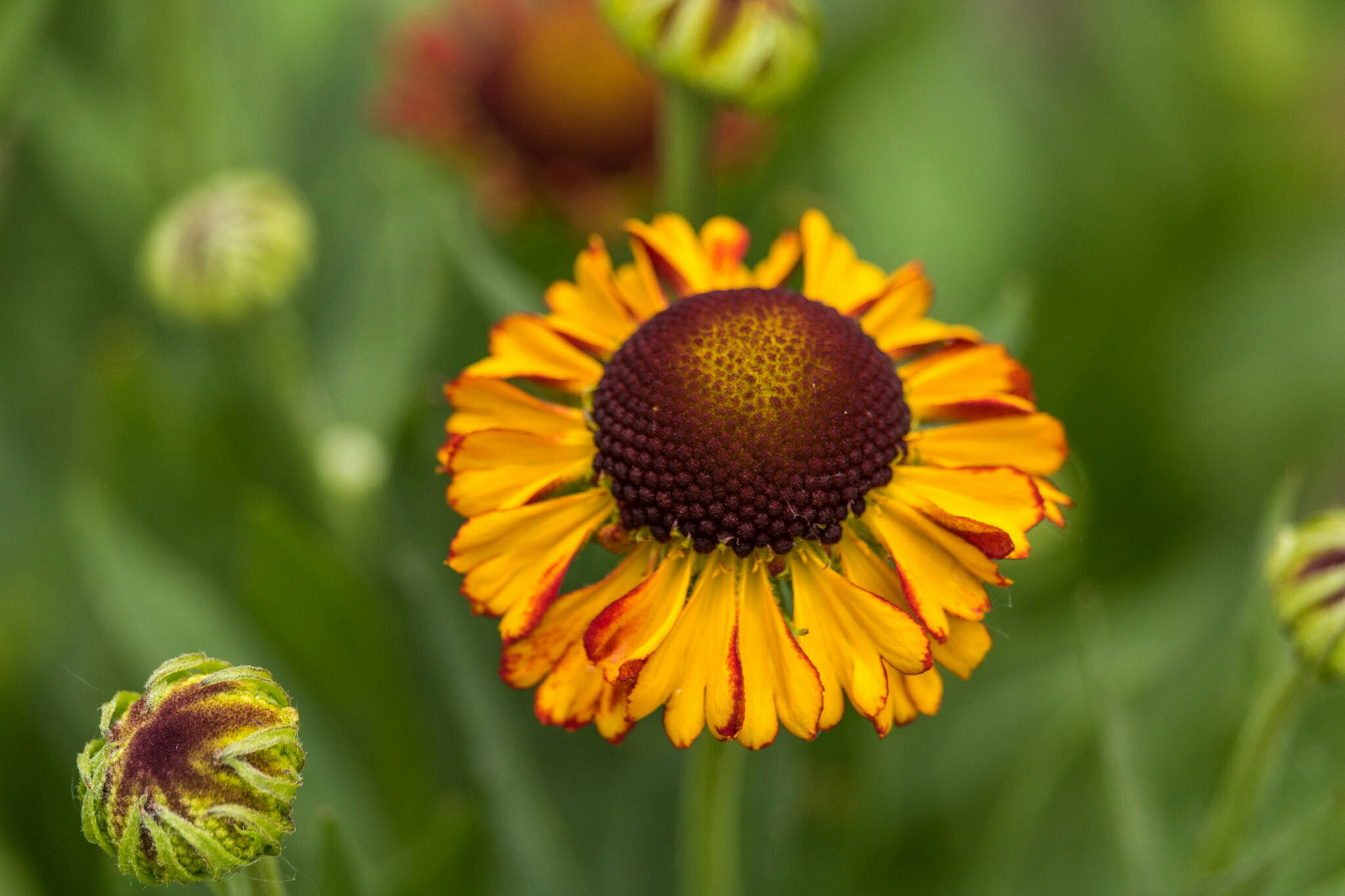 Canon EF-S 55-250mm F4-5.6 IS STM sample photo. Flower ii 6/15/16 photography