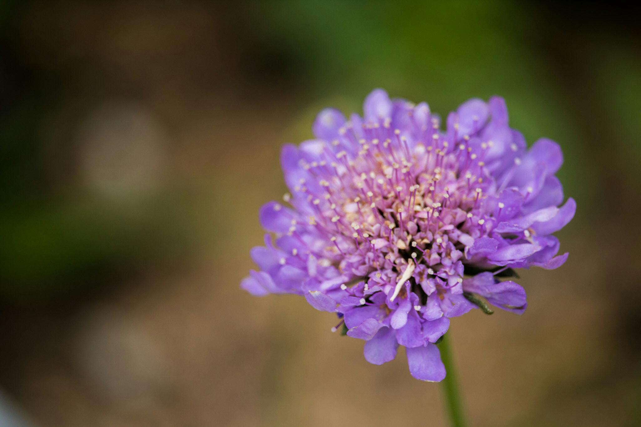 Canon EF-S 55-250mm F4-5.6 IS STM sample photo. Flower iv 6/15/16 photography