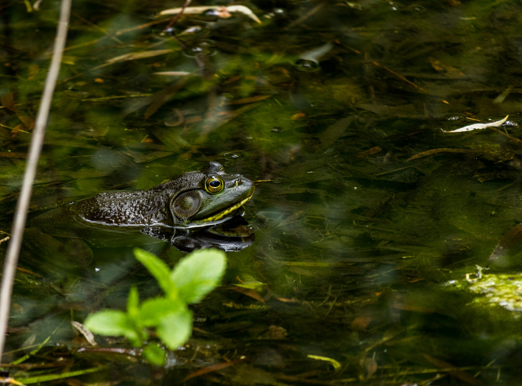 Canon EF-S 55-250mm F4-5.6 IS STM sample photo. Frog i 6/15/16 photography