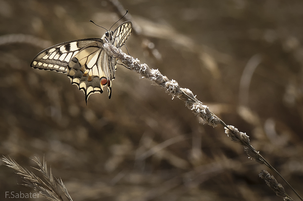Nikon D300S sample photo. Ap photography