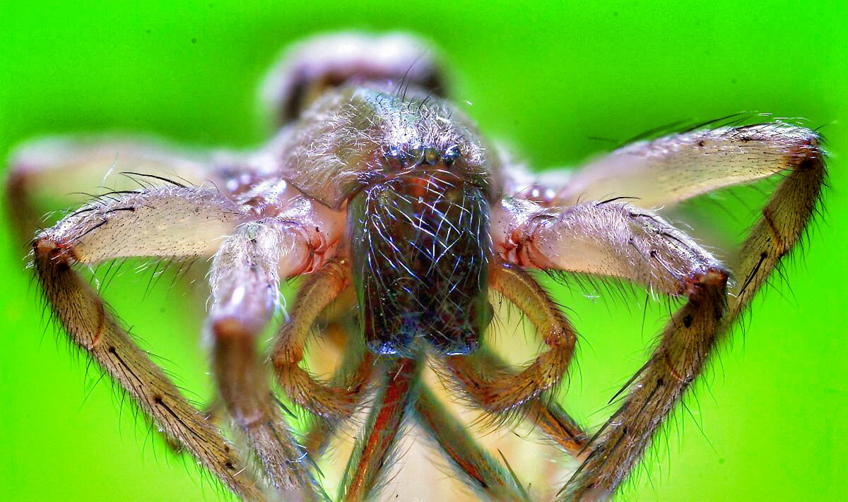 Canon MP-E 65mm F2.5 1-5x Macro Photo sample photo. Spider photography