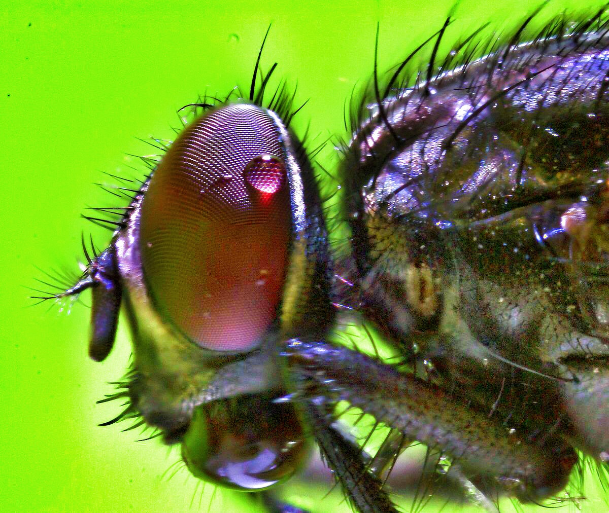 Canon MP-E 65mm F2.5 1-5x Macro Photo sample photo. Fly 2 photography
