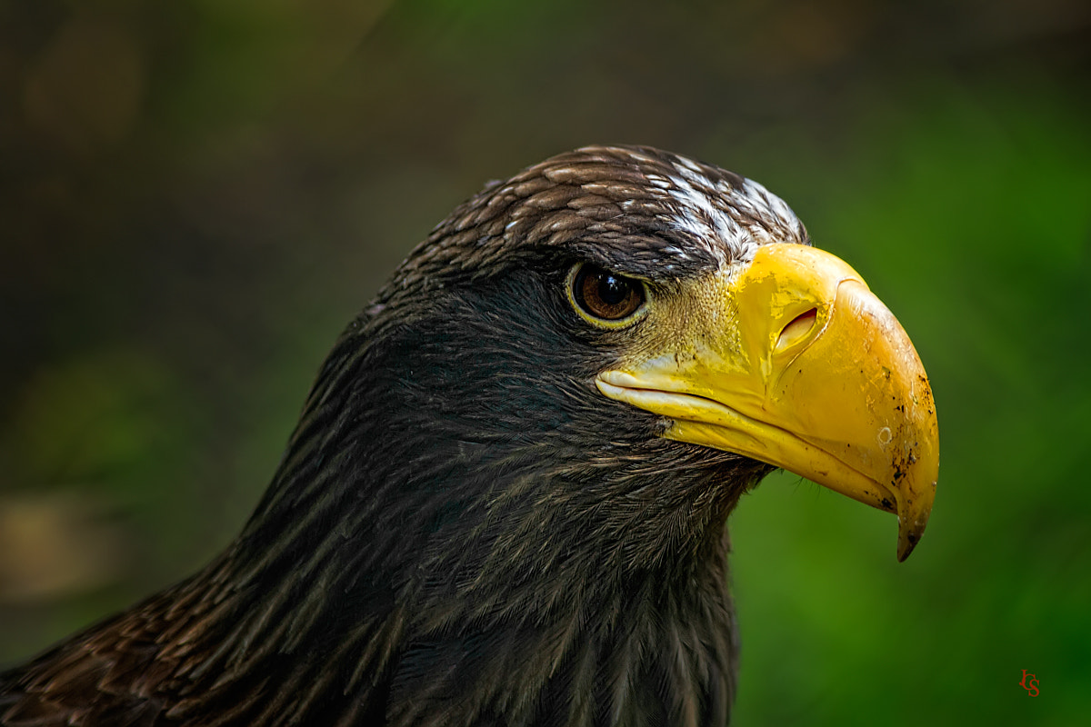 Canon EOS 7D + Canon EF 400mm F5.6L USM sample photo. Steller's sea eagle (haliaeetus pelagicus) photography