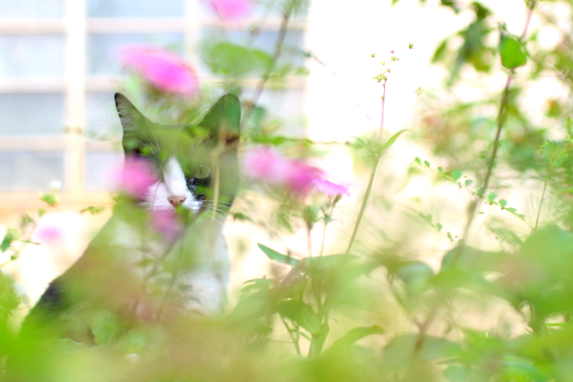 Canon EF 50mm F2.5 Macro sample photo. Felino no jardim photography