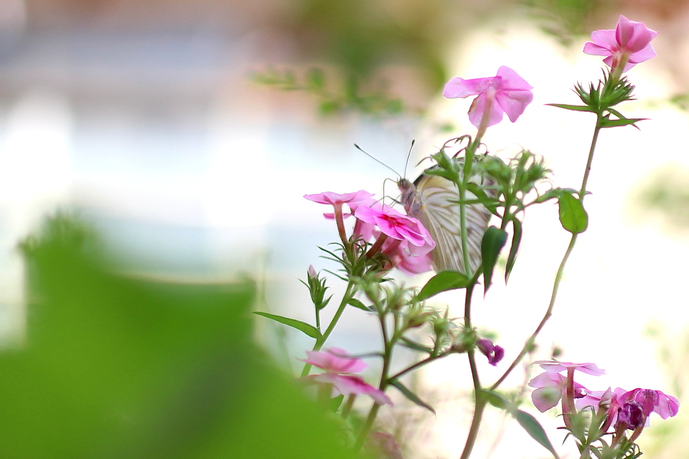 Canon EF 50mm F2.5 Macro sample photo. Visitante do jardim photography