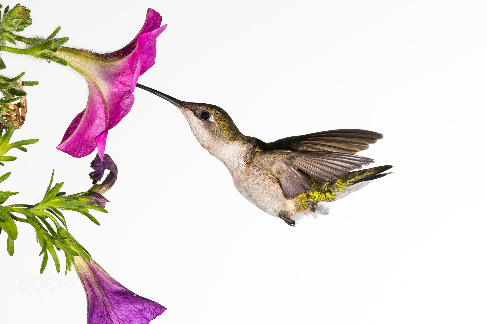 Sigma 150-600mm F5-6.3 DG OS HSM | C sample photo. Ruby-throated hummingbird photography