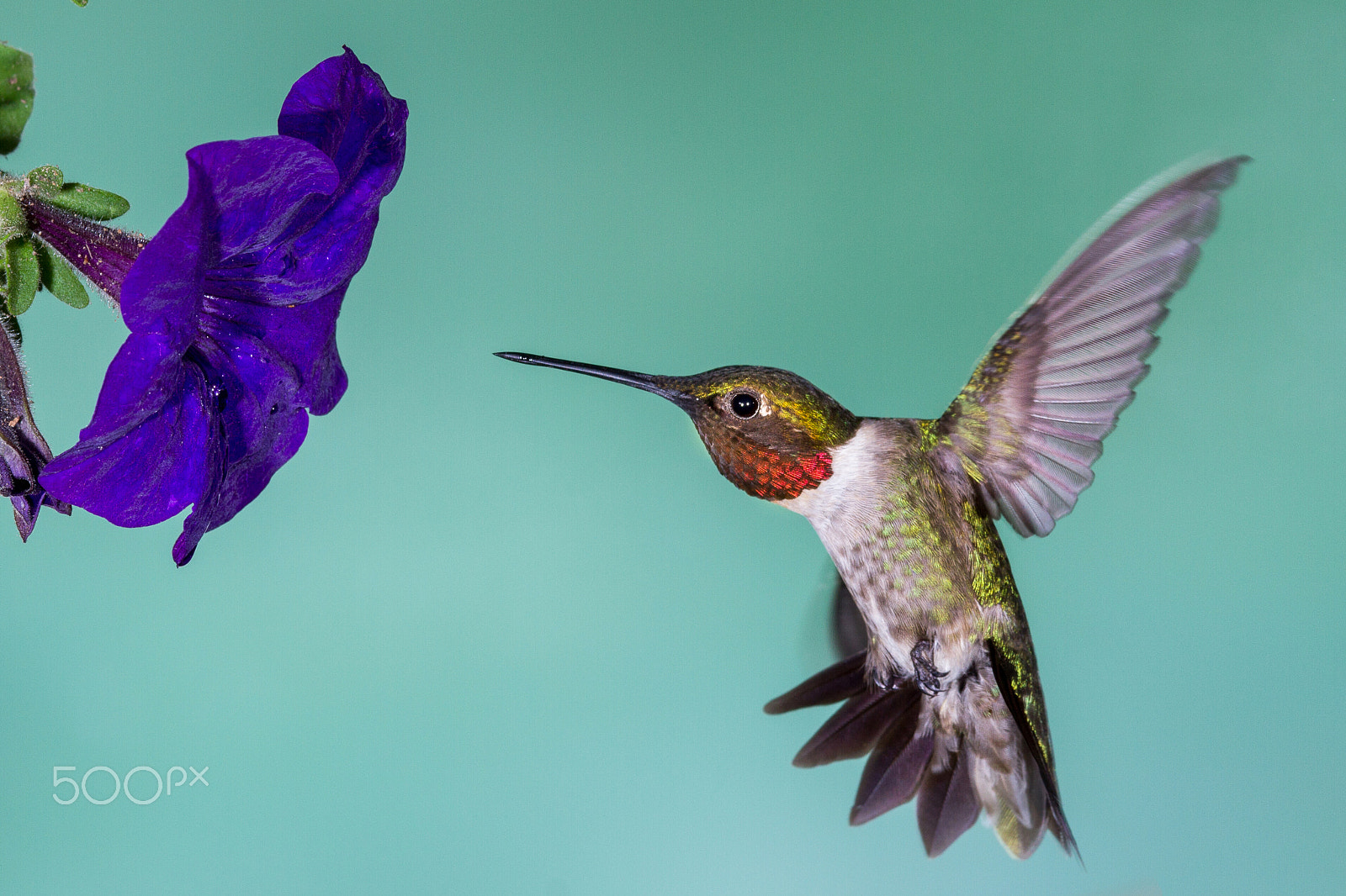 Sigma 150-600mm F5-6.3 DG OS HSM | C sample photo. Ruby-throated hummingbird photography