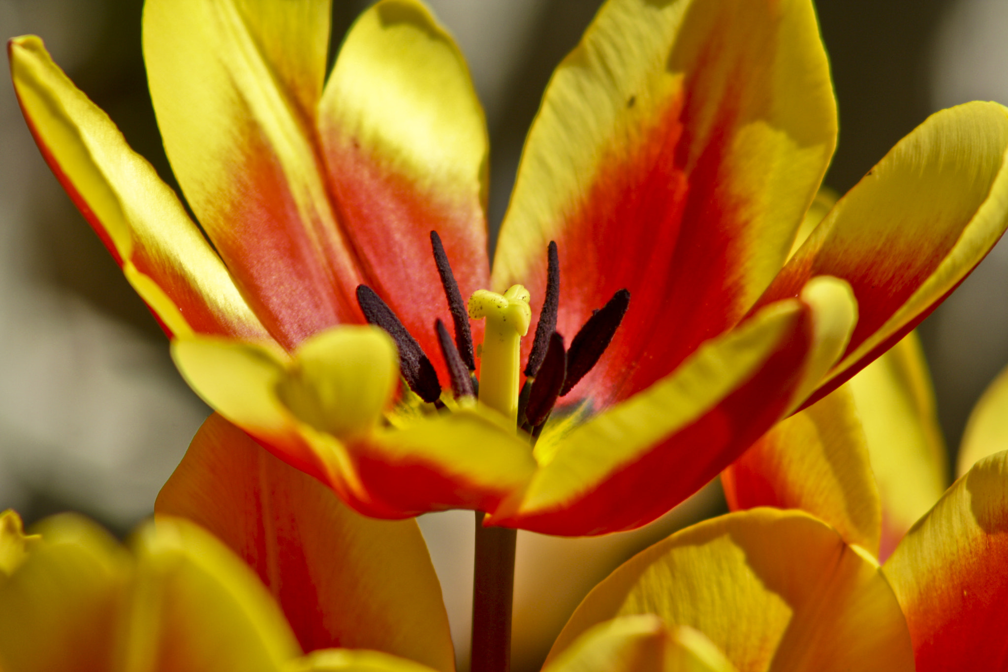 Canon EF 90-300mm F4.5-5.6 sample photo. Blooming yellow tulip photography
