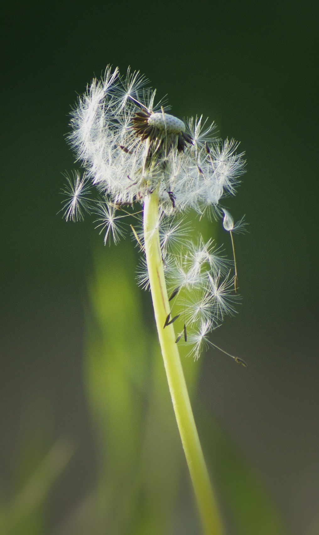 Sony 75-300mm F4.5-5.6 sample photo. Dandelion photography