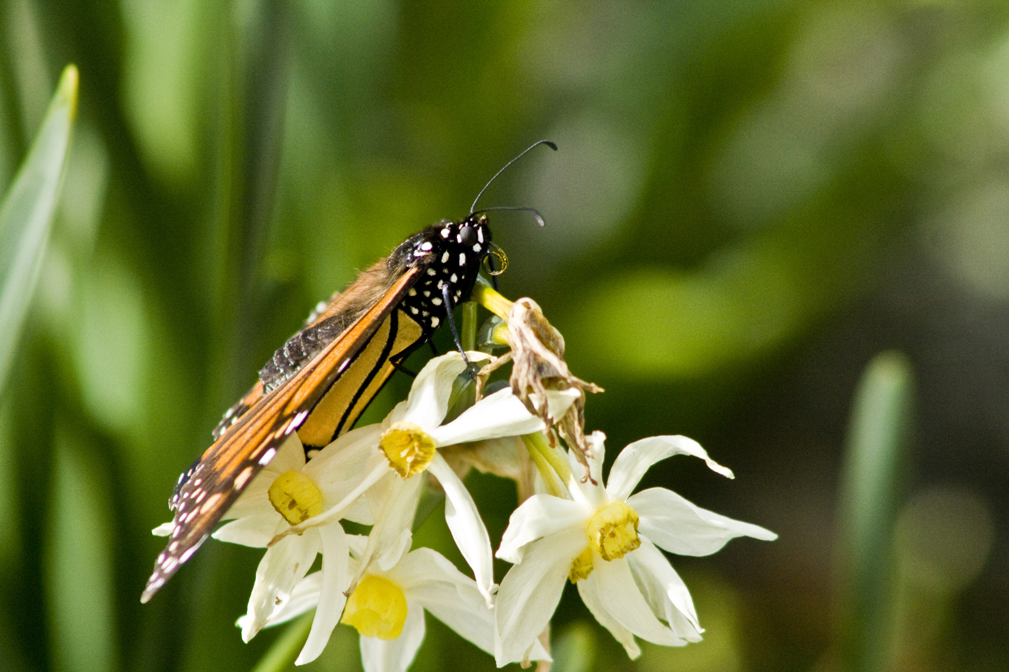 Canon EF 90-300mm F4.5-5.6 sample photo. First monarch of spring photography