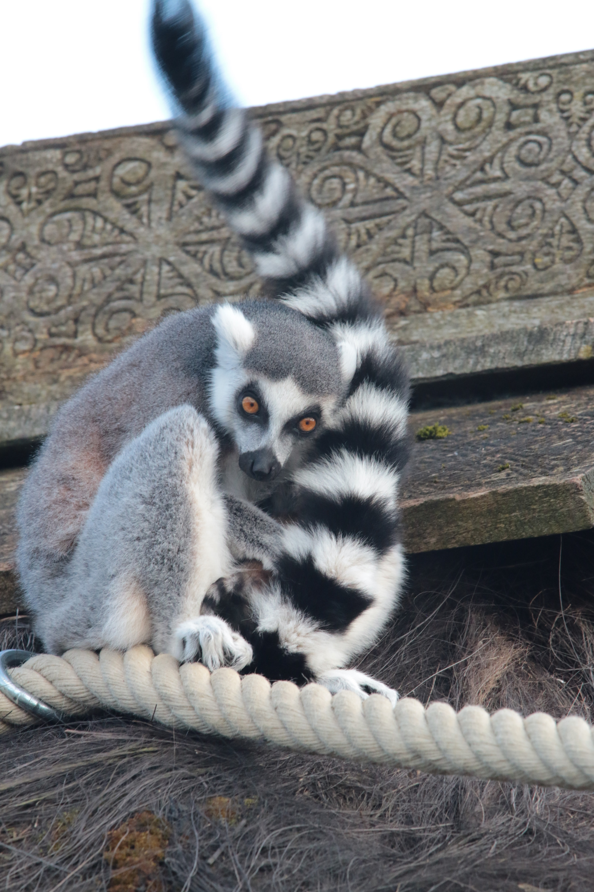 Sigma 100-300mm f/4 sample photo
