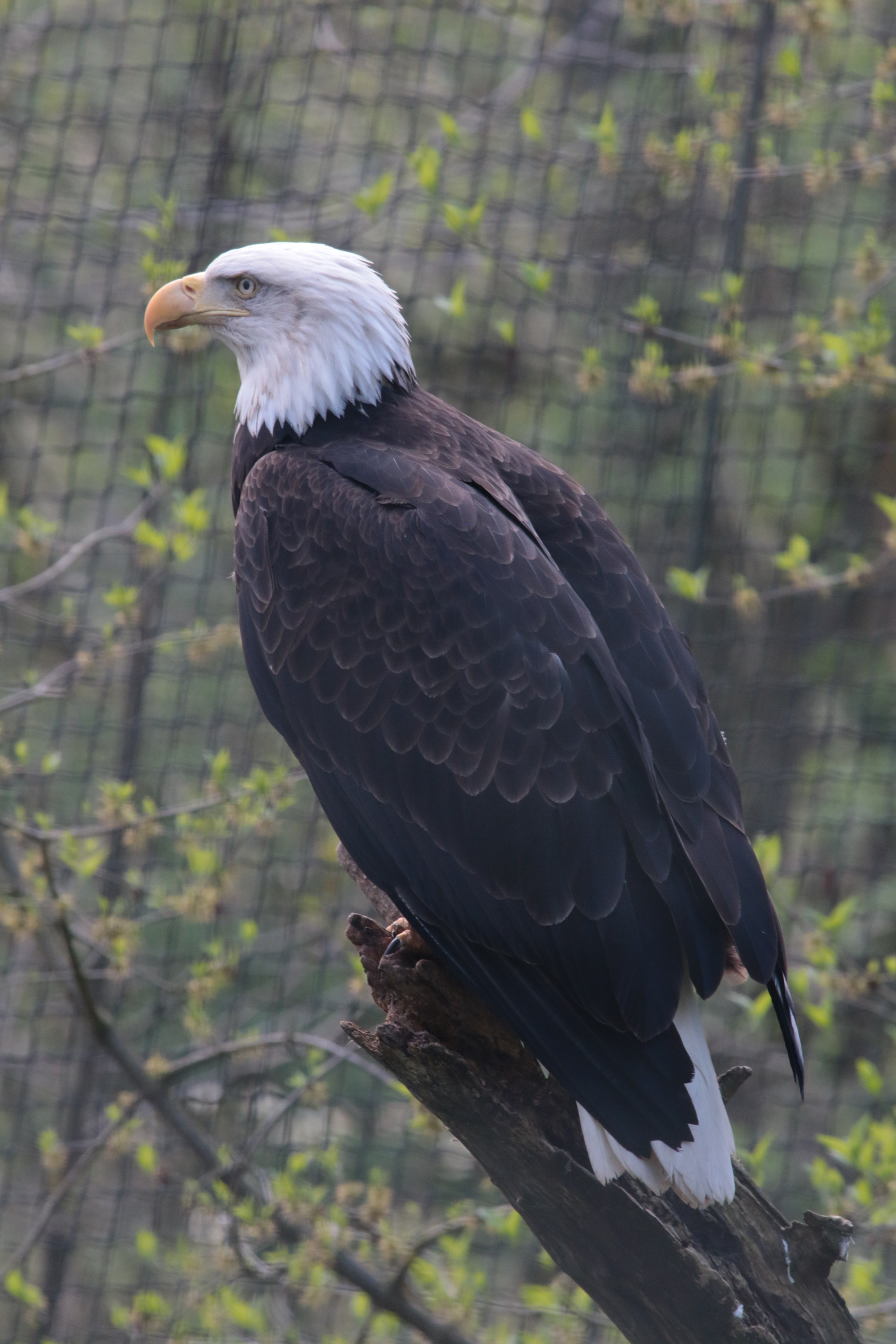 Canon EOS 70D + Sigma 100-300mm f/4 sample photo. Symbol of freedom in captivity photography